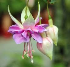 Find this pin and more on seed pods by johanna flanagan. 100pcs Bag Fuchsia Seeds Lantern Flower Bonsai Begonia Flower Seeds Potted Plant For Home Garden