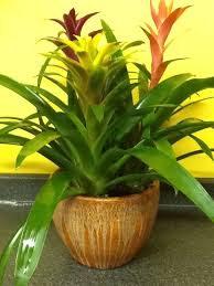 Many tropical flowering houseplants or indoor flowering trees will require pinching or pruning to maintain a pleasing appearance. Tropical Plant Garden In Huntington Ny Funky Flower Shop