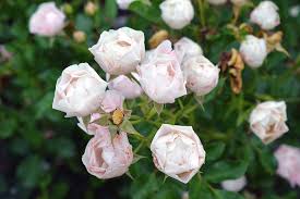 We did not find results for: Beautiful Small Light Pink Flowers In The Garden Photograph By Oana Unciuleanu