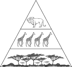 Documents similar to worksheet 8.2 food chains and trophic level. Summit Learning