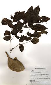 Image result for Xylia torreana