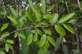 Image result for Margaritaria