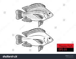 Tilefish from the gulf of mexico, shark, swordfish, and king mackerel. Nile Tilapia Fish Hand Draw Style Stock Vector Royalty Free 1831327081