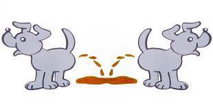 Most diarrhea lasts a couple days, however when loose bowels continue over a long period of time it is a cause for concern; Causes Treatment Of Diarrhoea In Dogs Walkerville Vet