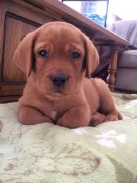 We are a nj breeder offering chesapeake bay retriever and labrador puppies bred to the breed standards. Red Lab Puppies For Sale Ontario The Y Guide