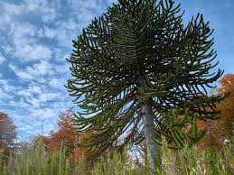 This gives the tree a distinctive domed shape (the tree illustrated is at hodnet hall, uk). Description And Care Of The Monkey Puzzle Tree