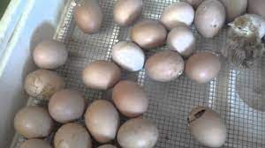 Typical egg laying numbers are 240 to 250 eggs per year. Hatch Day Rhode Island Red Chicks Chickens Farming Youtube