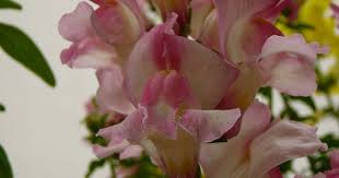 Click To Close Snapdragon Flowers Flower Pictures Saffron Flower