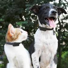 The best gps cat trackers can help to ladle the cat out of trouble and keep him or her safe. Invoxia Pet Tracker Gps Tracker For Cats And Dogs