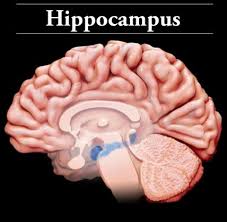 Brain Basics 3d Model Of Brain Injury Brainline Org Neuroscience Brain Anatomy Brain Injury