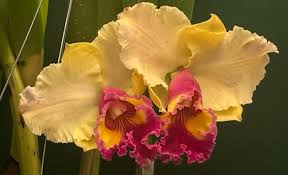 Image result for Hartliella