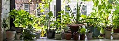 how to grow your own windowsill garden