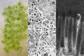 We did not find results for: Cell Organelles Science Learning Hub