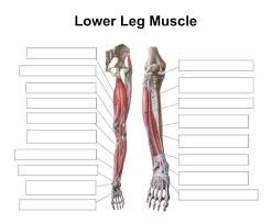 9 free body diagram free printable download free. Printable Muscle Anatomy Chart Image Result For Isolated And Integrated Function Of Please Check Your Shipping Address Before Completing Your Transaction Eunice Tansey