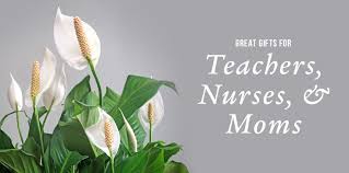 For our 2nd parent,i made a diy flowers to give to our teachers,. Fantastic Gifts For Fantastic Women Peoples Flowers
