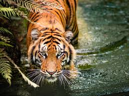 Their faces have long whiskers. Tiger Census Shows Positive Trend But What About Deaths Of The Endangered Species In Non Protected Areas The Economic Times