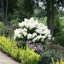 Image result for Gaertnera paniculata