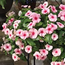 Warnanya yang cantik dan memukau membuat tren tanaman yang satu ini tak. Jual Bibit Bunga Vinca Gantung Bunga Pink Import Ibad Garden