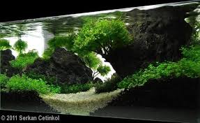 Maybe you would like to learn more about one of these? 2011 Aga Aquascaping Contest Entry 229 Aquarium Landscape Aquascape Aquatic Garden