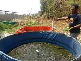 Budi Daya Koi Untuk Hasil Maksimal Harus Di Kolam Berlumut Cendana News