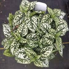 Each quart is about 4 x 4 and 5 deep (exact measurements vary slightly depending on the pot manufacturer). Splash Select White Polka Dot Plants Naturehills Com