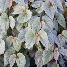 Angel wing begonias produce beautiful flowers in a range of colors from white, pink, orange, and red, but they also require plenty of water and warm temperatures. Wholesale Angel Wing Begonia Sinbad Pink Rooted Plug Liners