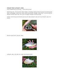 Found in ponds and mining ponds in the low lands. Ikan L Pdf
