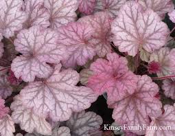 </p><p>very heat and humidity tolerant. Perennials Heuchera Stainless Steel Silver Green Purple Coral Bells Shade Perennial Plant Plants Seedlings