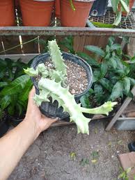 Image result for Orbea melanantha