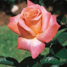 She will make her solo debut sometime in march 2021. Arizona Grandiflora Rose Grandiflora Roses Edmunds Roses