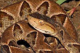 Beware Of The Deadly Fer De Lance Pit Viper Snake Photos Small Lizards