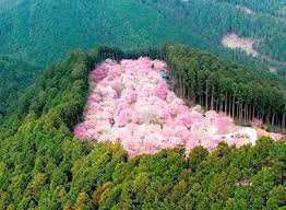 .yardımcısı ali öztunç'un açıklamalarına göre 3000 ila 3500 hektarlık alanın yandığı orman yangını, zaman sorusuna ve bölgede incelemeler yaptıktan sonra maden aramaları hakkında yine benzer. Yitik Ulke Yayinlari On Twitter Japonya Da Bir Orman Yangini Sonrasinda Corak Kalan Araziye Sakura Agaclari Dikilmis Ortaya Boyle Muhtesem Bir Goruntu Cikmis Dogayi Sevelim Anlayalim Ve Koruyalim Https T Co Br7ycf6fdl