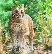 Asian And African Golden Cats Facts And Pictures Wild Cat Species Rare Cats Cat Species