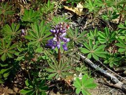 Wild Lupine Medicinal Herb Info