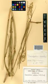 Image result for Chasmopodium