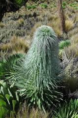 Image result for Oreophyton falcatum