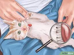 How To Deal With Fleas And Ticks With Newborn Kittens 11 Steps