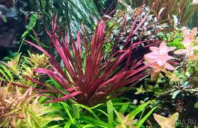 Image result for Blyxa aubertii