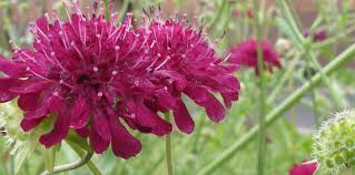 Shop online at dobies for drought tolerant plants that look beautiful even drought tolerant plants. Drought Tolerant Plants Alda Landscapes