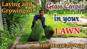 Patches of long grass encourage different plant species to grow, help insects to thrive, create feeding opportunities for birds, and shelter small mammals. Growing And Laying Of Grass Carpet In A Lawn Youtube