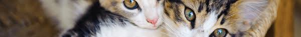 We will tell you what they are and how to administer them at home if needed. Subcutaneous Fluids