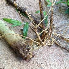 Pythium On Papaya Plant Diseases Plants Papaya