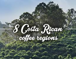Coffee is one of costa rica's main sources of income so be prepared to enjoy a wide selection of plantations to visit. 8 Costa Rican Coffee Regions