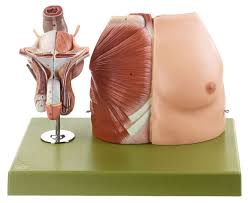 Want to learn more about it? Muscular Torso With Head And Open Back Muscular Torsos Figures Torsos General Anatomy Anatomical Somso Models Cla Coburger Lehrmittelanstalt
