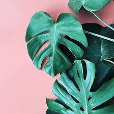 Apple Watch Faces Wallpapers Background Downloads 38mm 40mm 42mm 44 Mm Series 4 3 2 1 Custom Women Fashion Black Yello Plants Tropical Plant Leaves