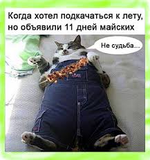 Коллекция картинок и фото смешных котов самые прикольные и забавные кошки в высоком качестве и без водяных знаков.оцените коллекцию картинок со смешными котами. Samye Smeshnye Prikoly Pro Kotov 198 Foto