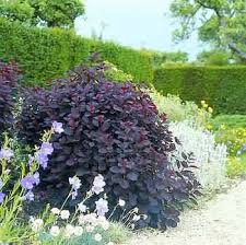 Cotinus Smoke Bush Garden Growing Tips Gardening Pages And Flower Growing Information Buy Plants On Line Smoke Bush Smoke Tree Plants
