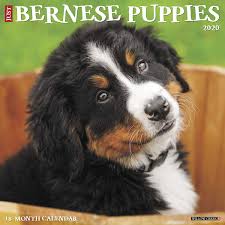Check spelling or type a new query. Just Bernese Mountain Puppies 2020 Wall Calendar Dog Breed Calendar Willow Creek Press 9781549205378 Amazon Com Books