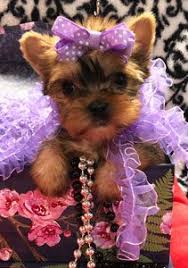 We have the cutest yorkie puppies for sale in texas! Home Foster S Tiny Yorkies