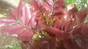 Image result for Bersama lucens